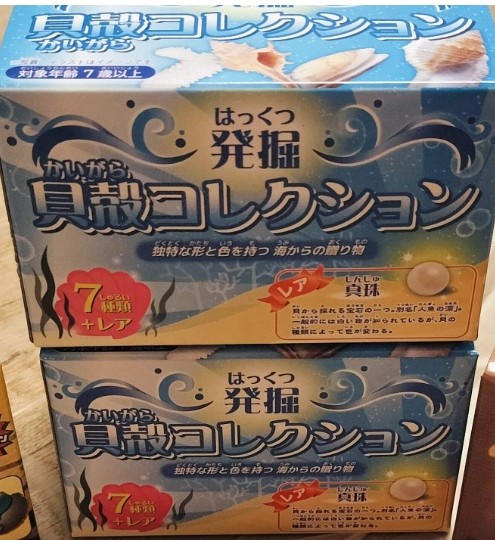 発掘　貝殻コレクションの画像