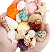 サムコス 天然ヤドカリの殻 100g 自然素材 貝殻セットの画像