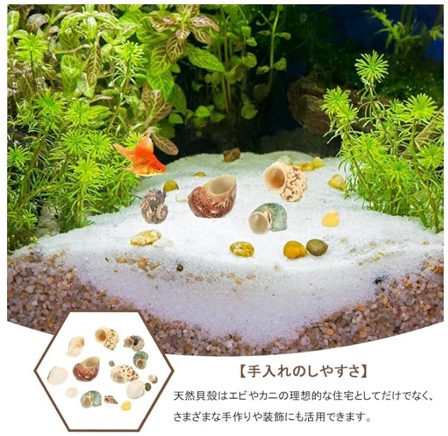 サムコス 天然ヤドカリの殻 100g 自然素材 貝殻セットの画像