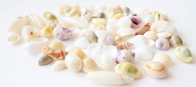 貝殻セット 天然素材 白【120g】ビーチシェルの画像