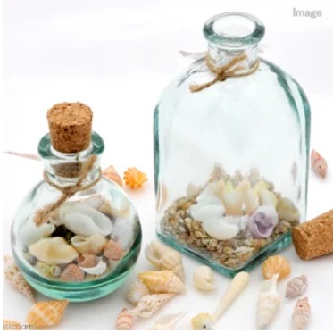 貝殻　シェルコレクション　パープルシェル（クチムラサキサンゴヤドリ）の画像