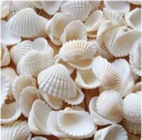 ビーチ シェル 貝殻 セットマリン ビーチ小物 DIY用 ジュエリー アクセサリーパーツ 手芸用品の画像