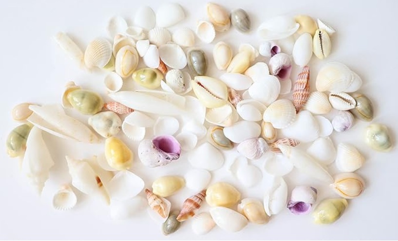 貝殻セット 天然素材 白【120g】ビーチシェルの画像