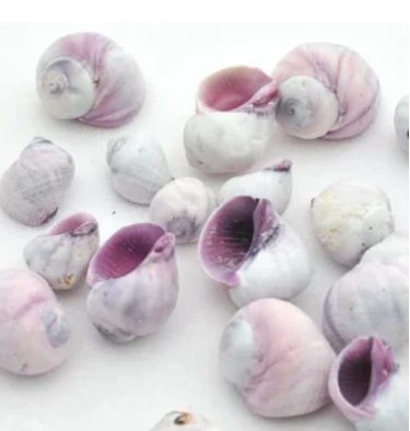 貝殻　シェルコレクション　パープルシェル（クチムラサキサンゴヤドリ）の画像